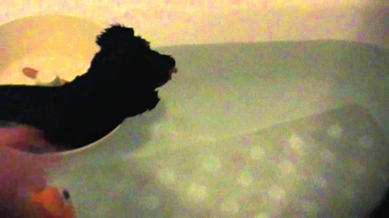 Webkinz Fishing Adventure  (Ganz videos contest entry)