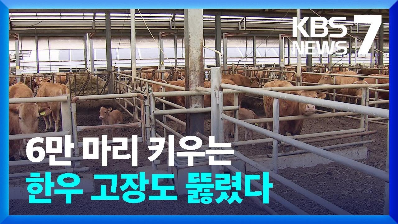 한우 고장 횡성서도 럼피스킨병 확진…발 묶인 농가 초비상 / KBS  2023.10.26.
