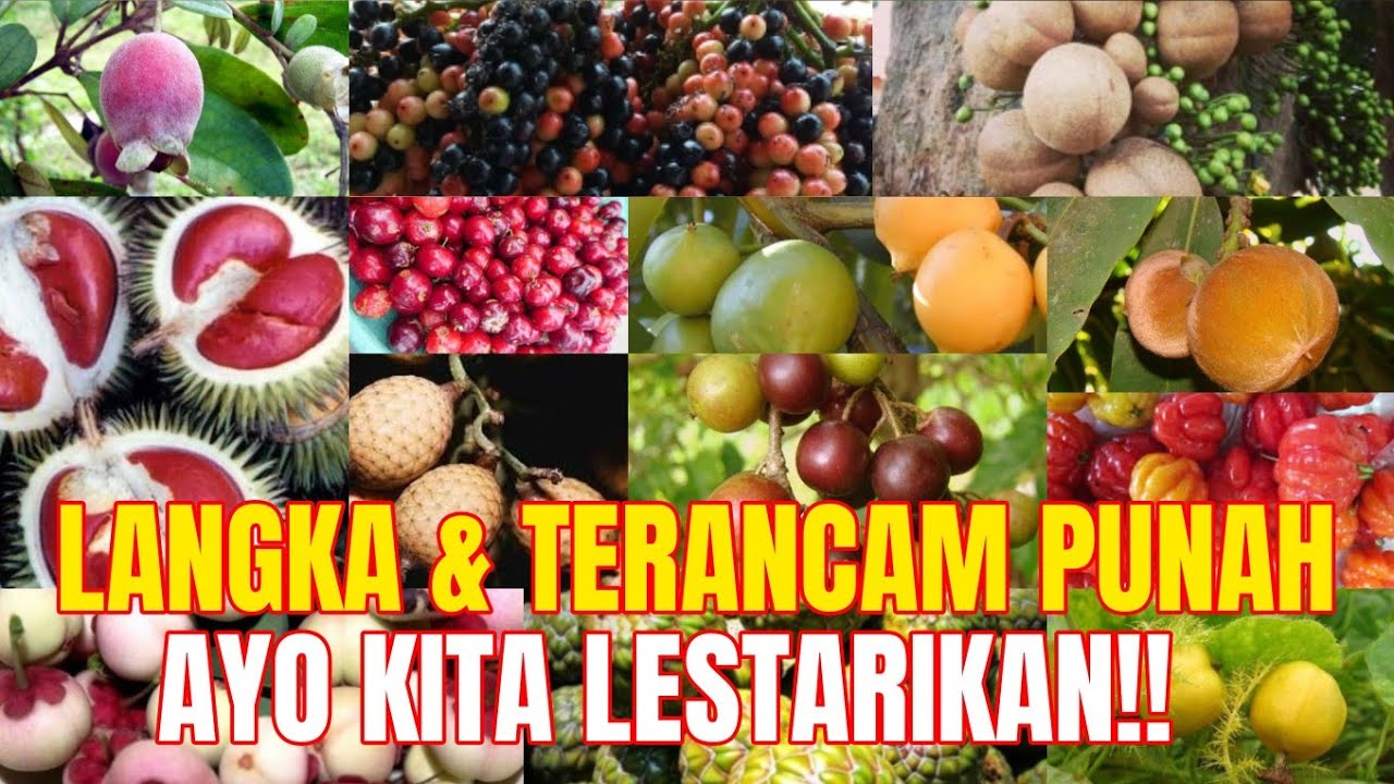 25 Buah Langka Asli Indonesia yang Hampir Punah.