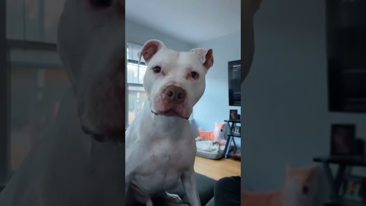 Do you want to go for a walk?🐾🤣 #dog#funny#funnyanimals#funnypets#animals&nbsp;&nbsp;&nbsp;&nbsp;#longervideos