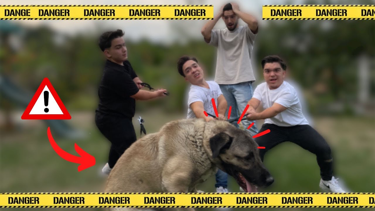Die schlimmsten Hundesitter Allerzeiten | xsbros