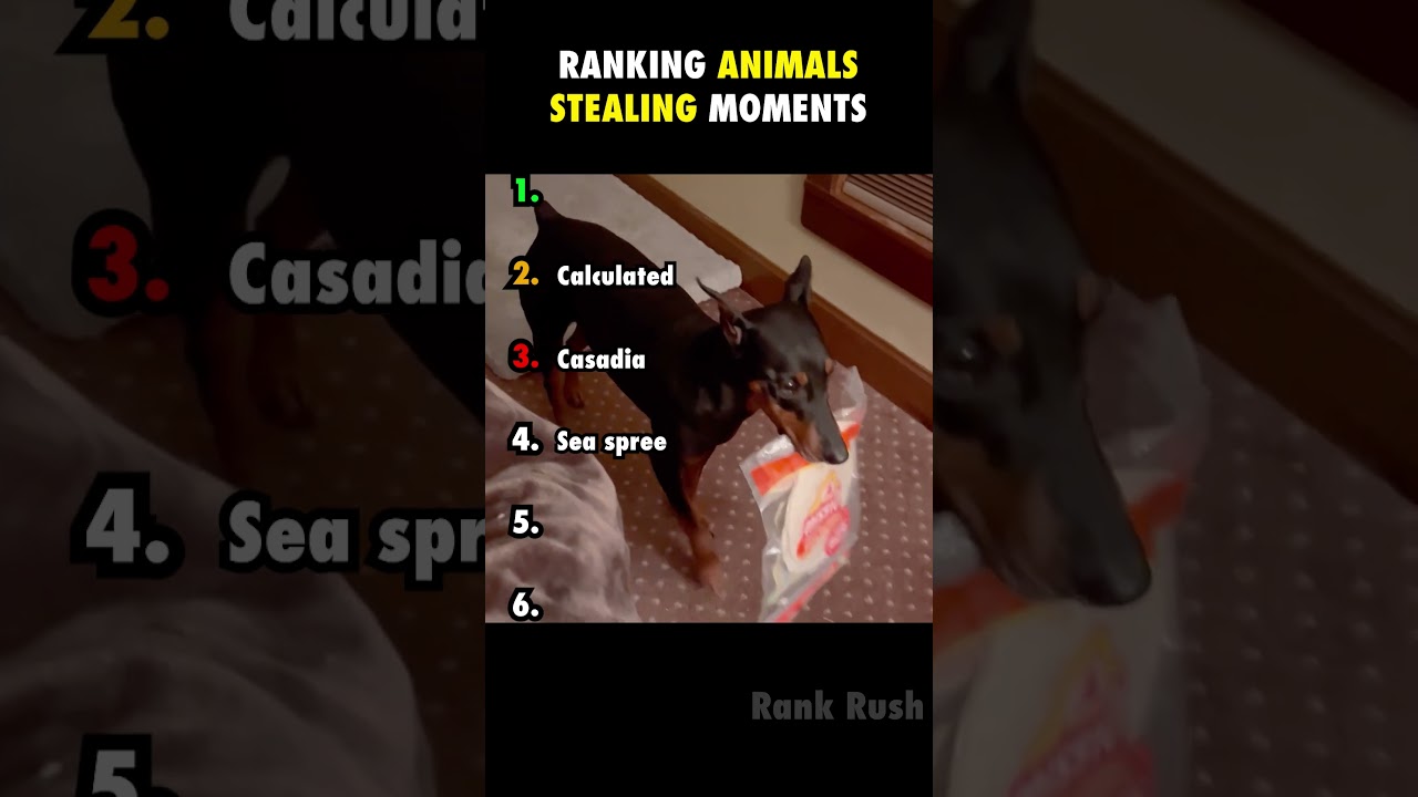Animal Theft Moments 🦁