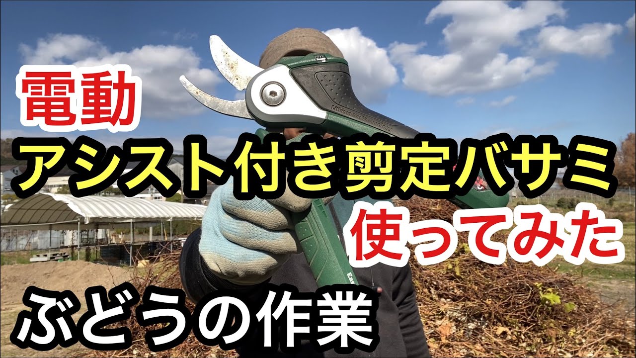 「ぶどうの作業」電動アシスト剪定バサミ！使ってみた！
