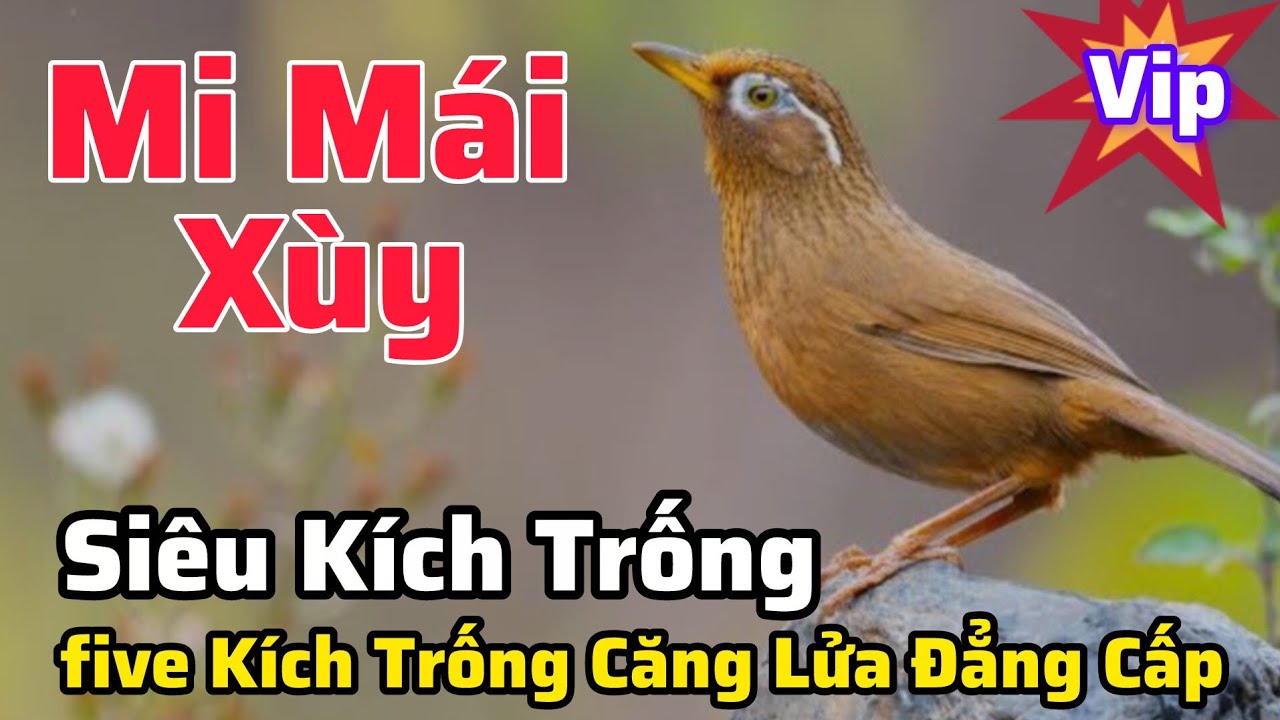 Mi Mái Xùy Siêu Víp Kích Gọi Trống Liên tục căng lửa 