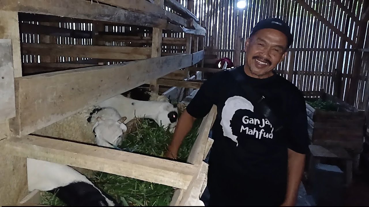 PAKET BAKALAN BREEDING DOGAR KE DARMA KUNINGAN