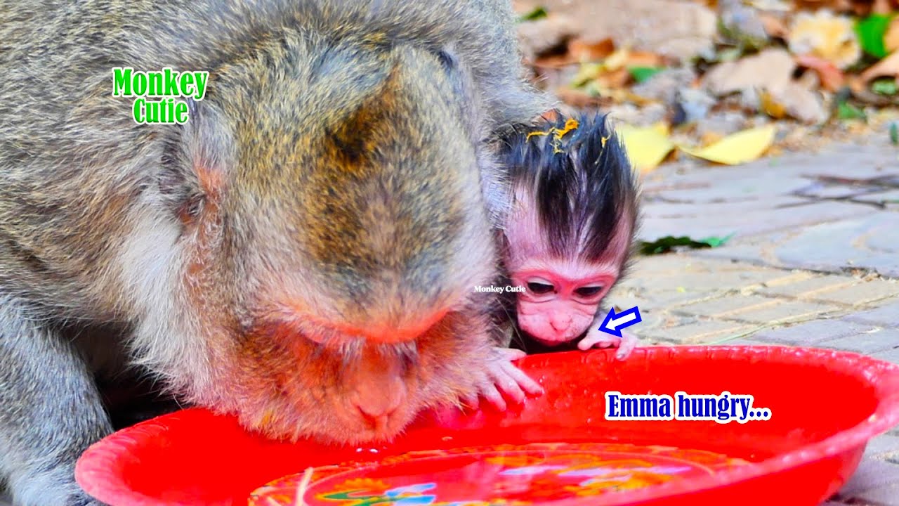 Pitifully to monkey cutie tiny baby Emma is so hungry health still poor and smallest like her sister