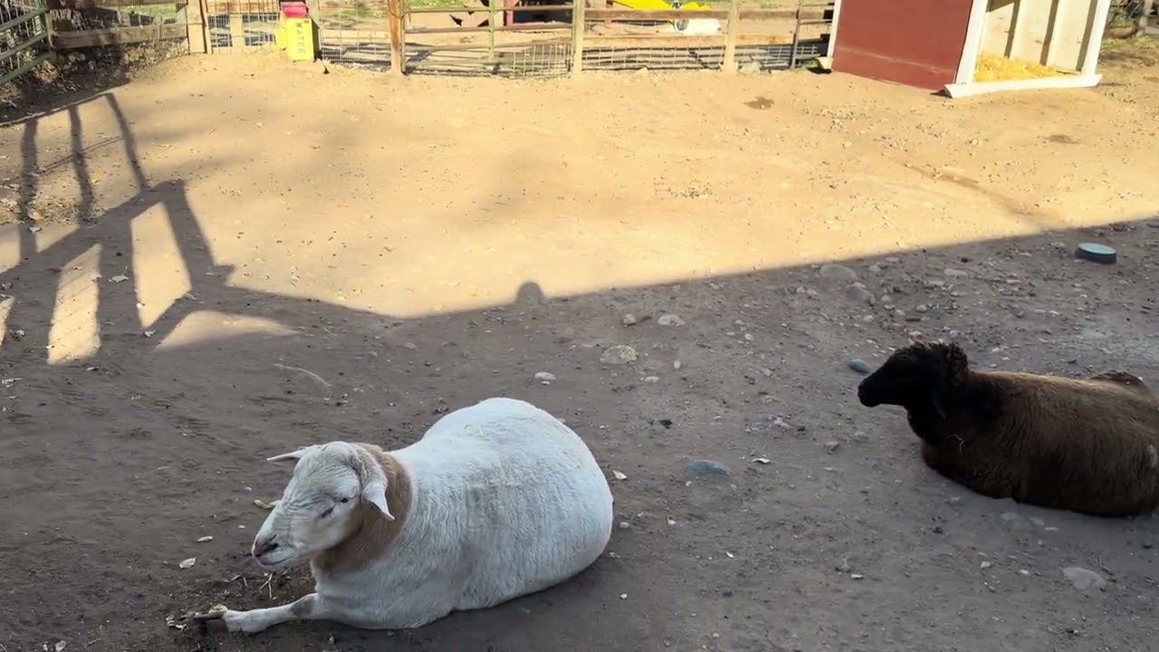 🌻 Walking Around Lee Martinez Farm | Cute Animals, Nature & Relaxing Farm Tour 🐮🐔🐴