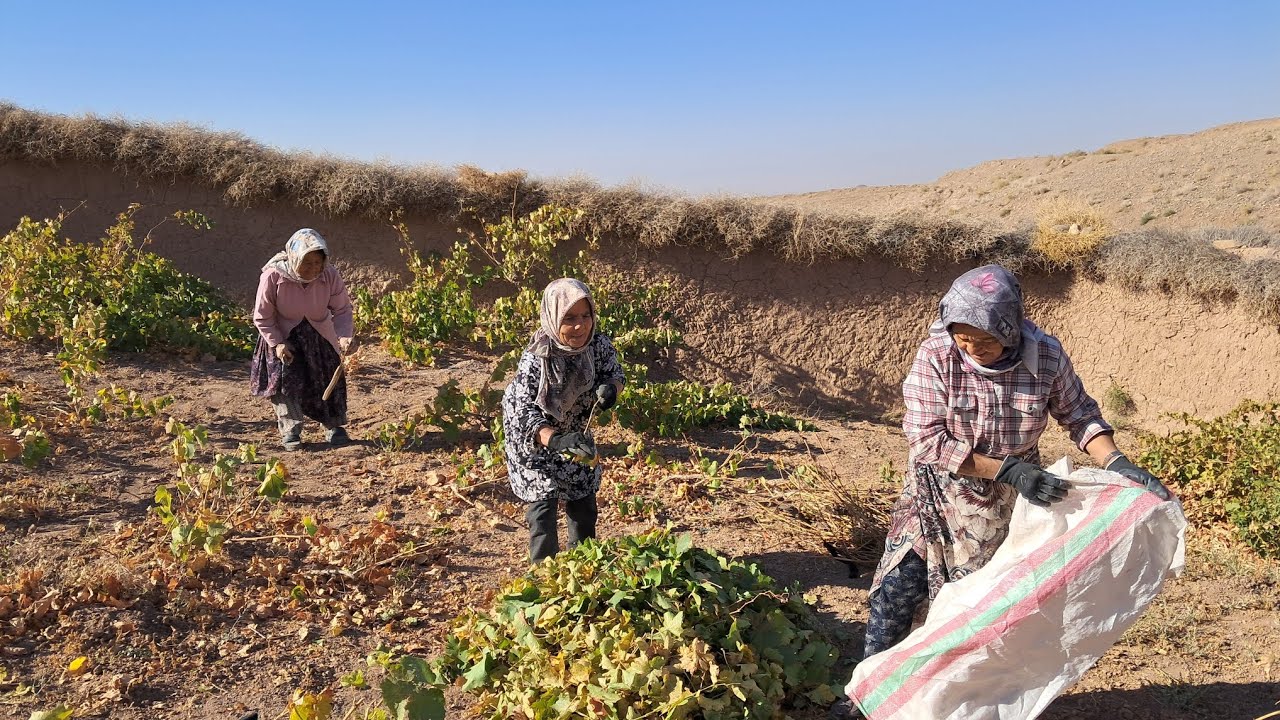 Planting Garlic in the Village 🌱🌿 | A Timeless Rural Tradition
