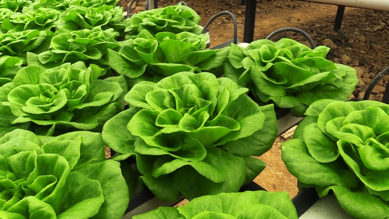 Producing lettuce sustainably with hydroponic system
