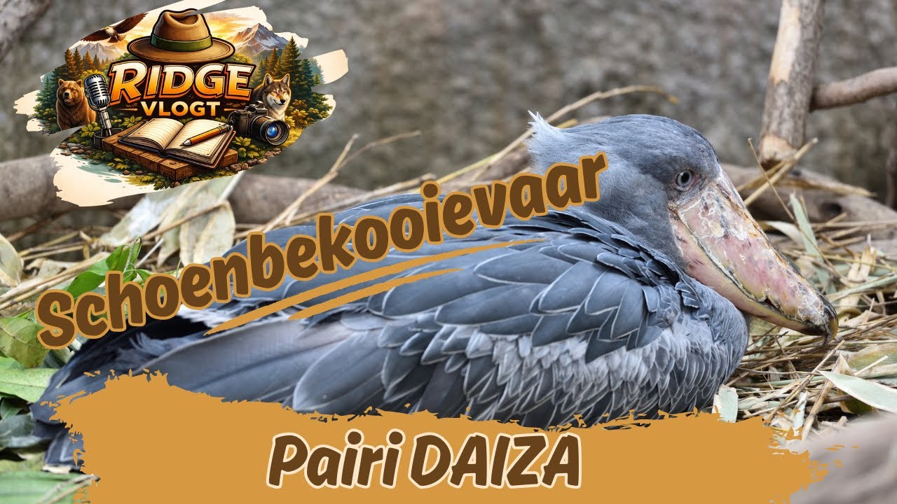 Pairi Daiza De Schoenbekooievaar: Waarom hij de ' Dinosaurus' van de Vogelwereld is