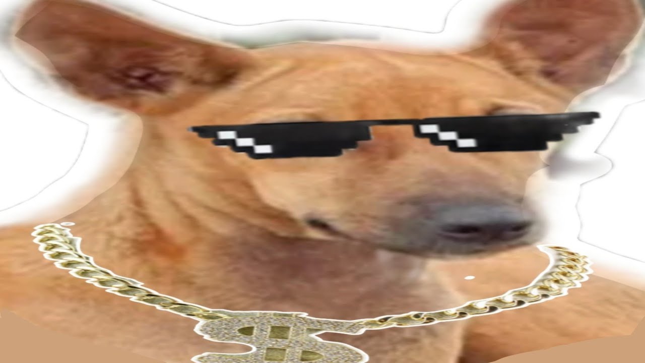 Top 5 Dogesh Bhai