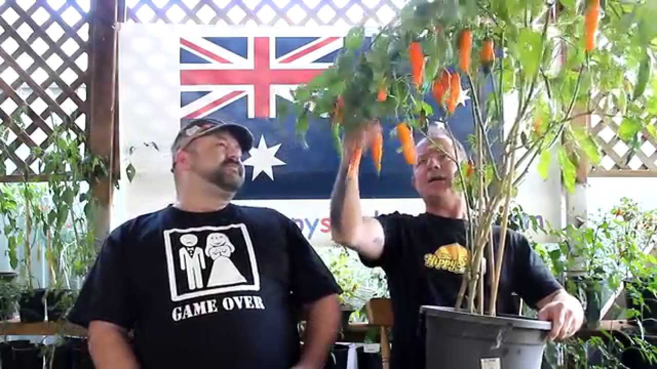 Aji Amarillo  Chilli Test