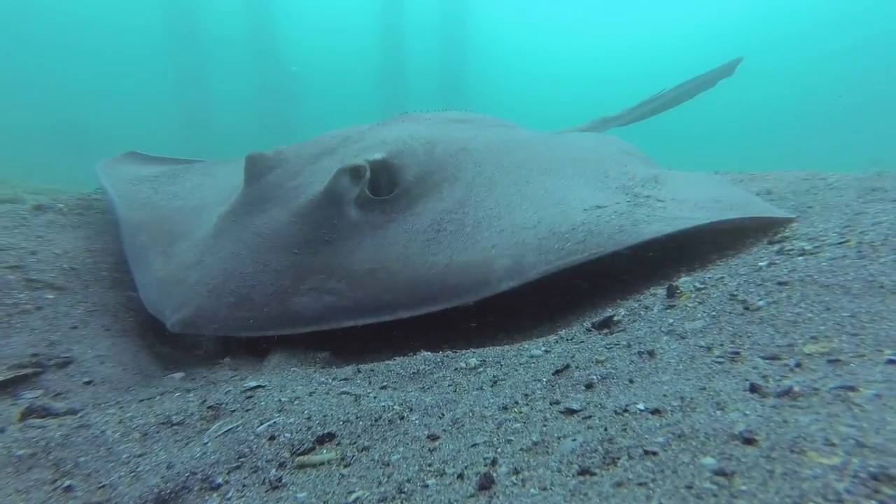 Blue Heron Bridge - 20 mins HD - Florida Scuba Diving - Underwater Video