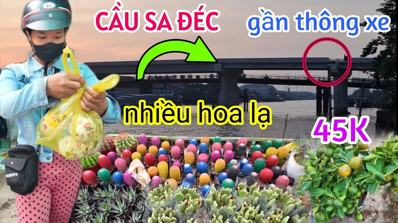 LÀNG HOA SA ĐÉC NGẬP TRÀN KHÔNG KHÍ TẾT 2026 TUNG HẠNH KIỂNG GIÁ RẺ 45K - GẦN THÔNG XE CẦU SA ĐÉC 1