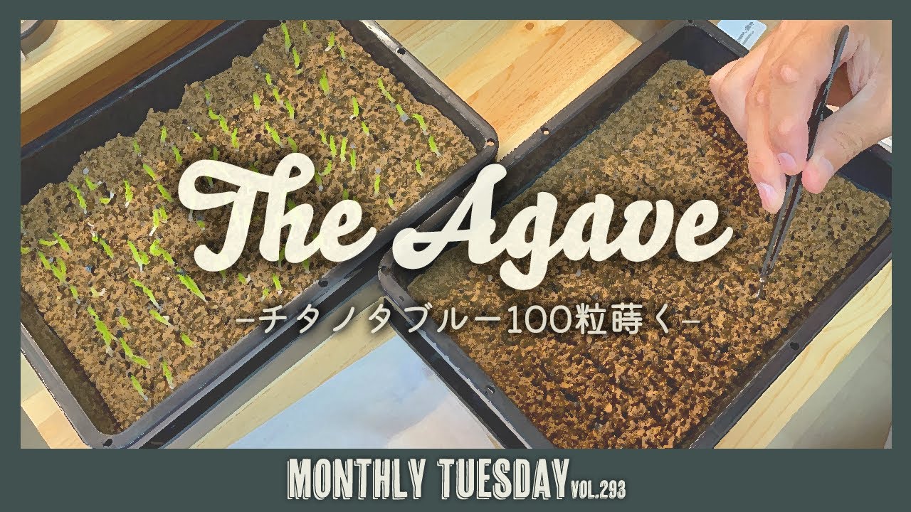 【アガベ実生】チタノタブルーの実生に初挑戦！【ゲッチューファーム園芸ver】