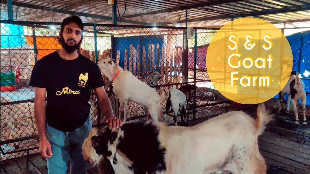 S & S Goat Farm Overview | Anas Sable | Agro Entertainment