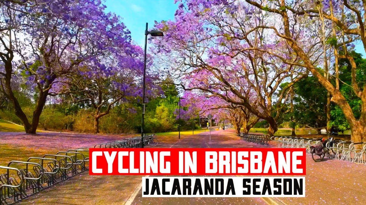 🌸🚴&zwj;♂️Stunning Purple Trails | Cycling Around Brisbane in Jacaranda Season