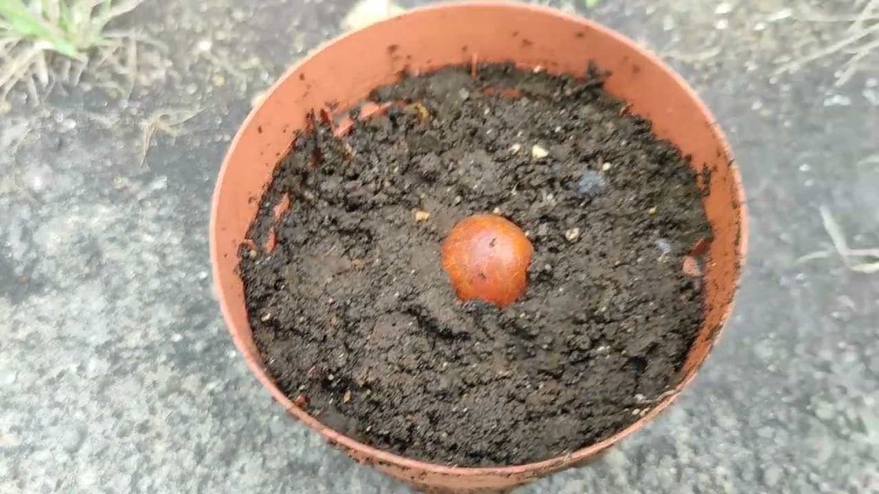 Como SEMBRAR una SEMILLA de AGUACATE en TIERRA 🥑