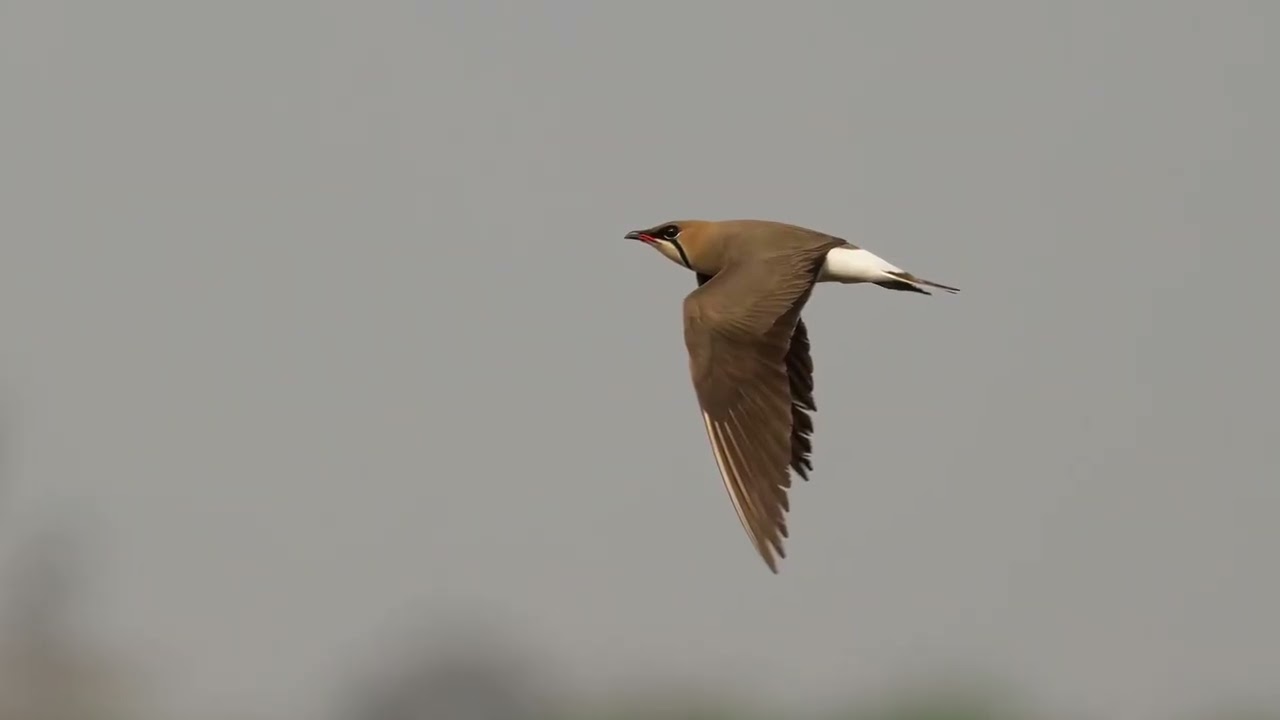 Cambodia Bird Tours 