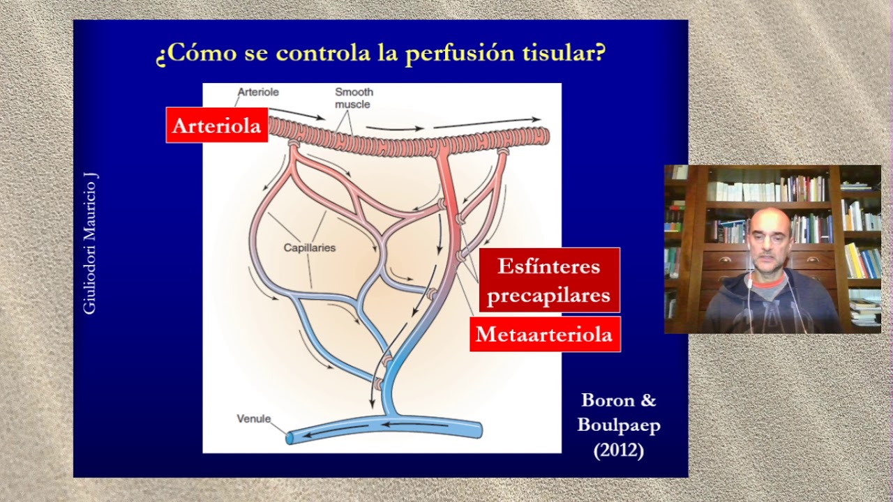 Fisiologia cardiovascular: Flujo local y gasto cardíaco en 10 minutos