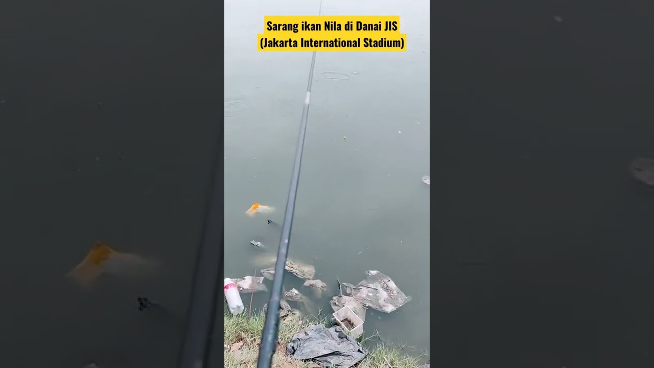Sarang Ikan Nila di Danau JIS (Jakarta International Stadium) #shorts #mancing #jis