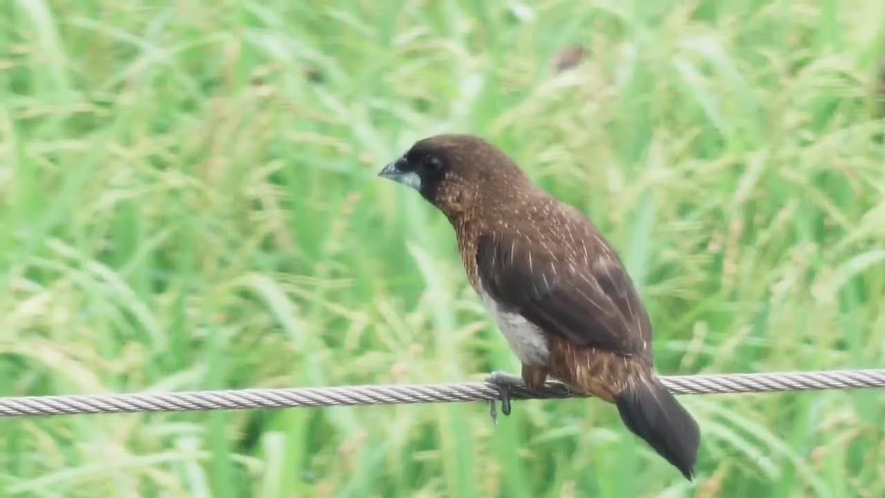 白腰文鳥 04 White rumped Munia (Quiet Jazz with Piano to Relax)