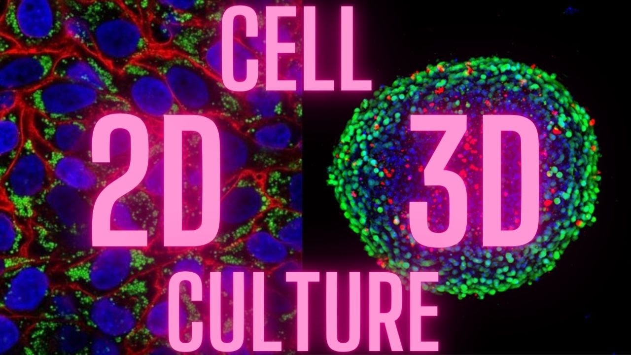 2D & 3D Cell Culture Workflows