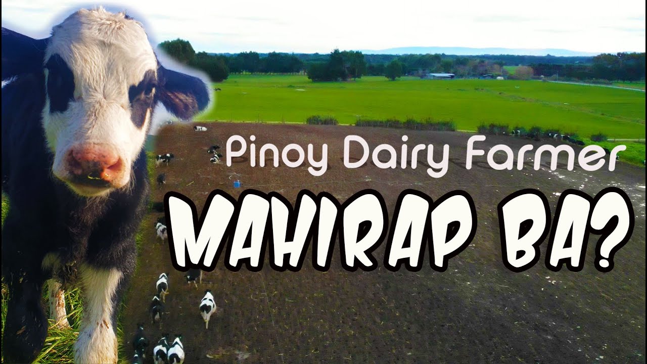 MAHIRAP BA ANG DAIRY FARMING | BUHAY DAIRY FARMER
