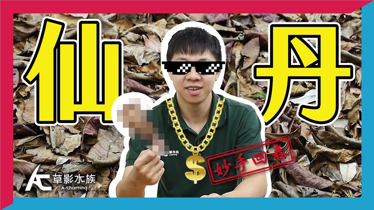 不用錢的神水，馬路上也能撿到的魚病仙丹！？｜AC草影水族
