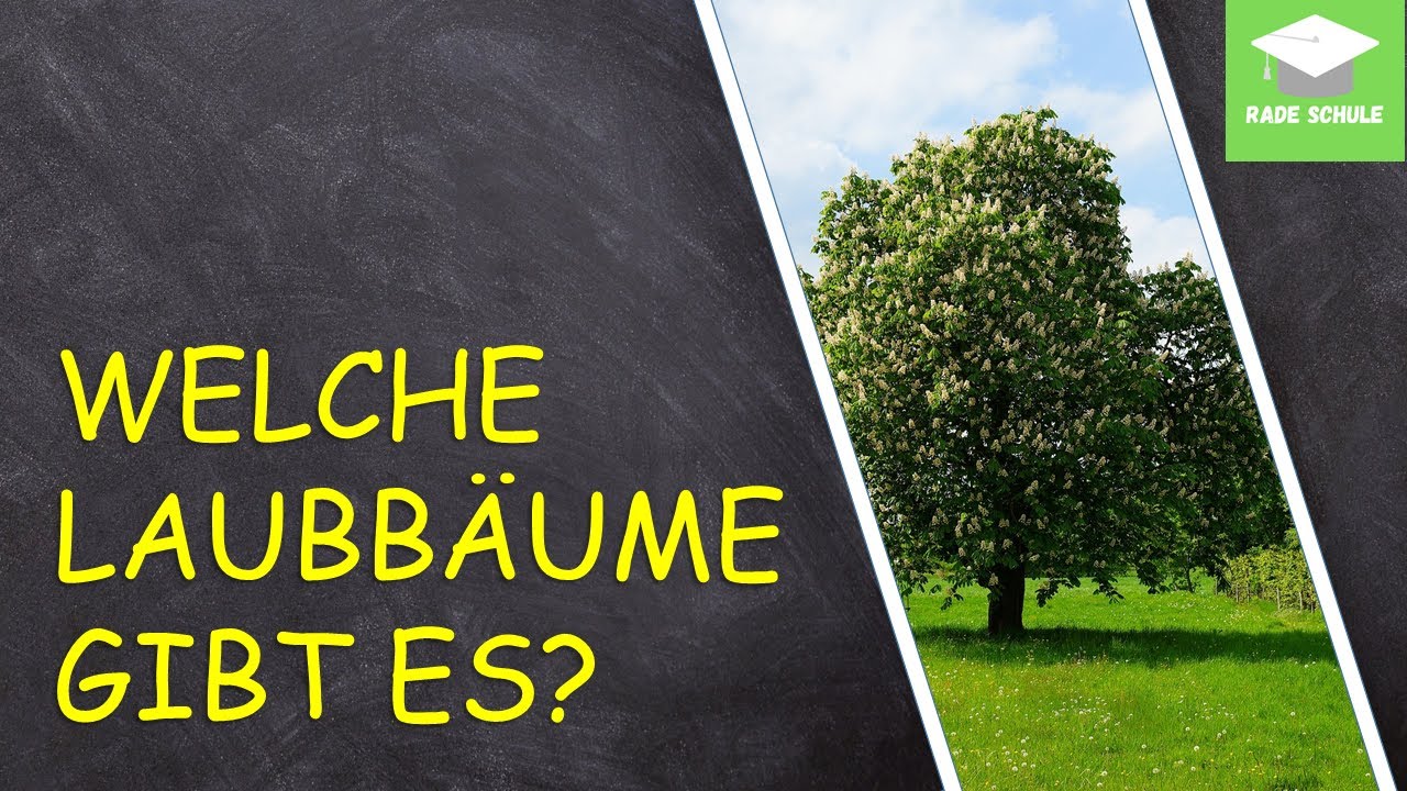 Lernvideo: Laubb&auml;ume