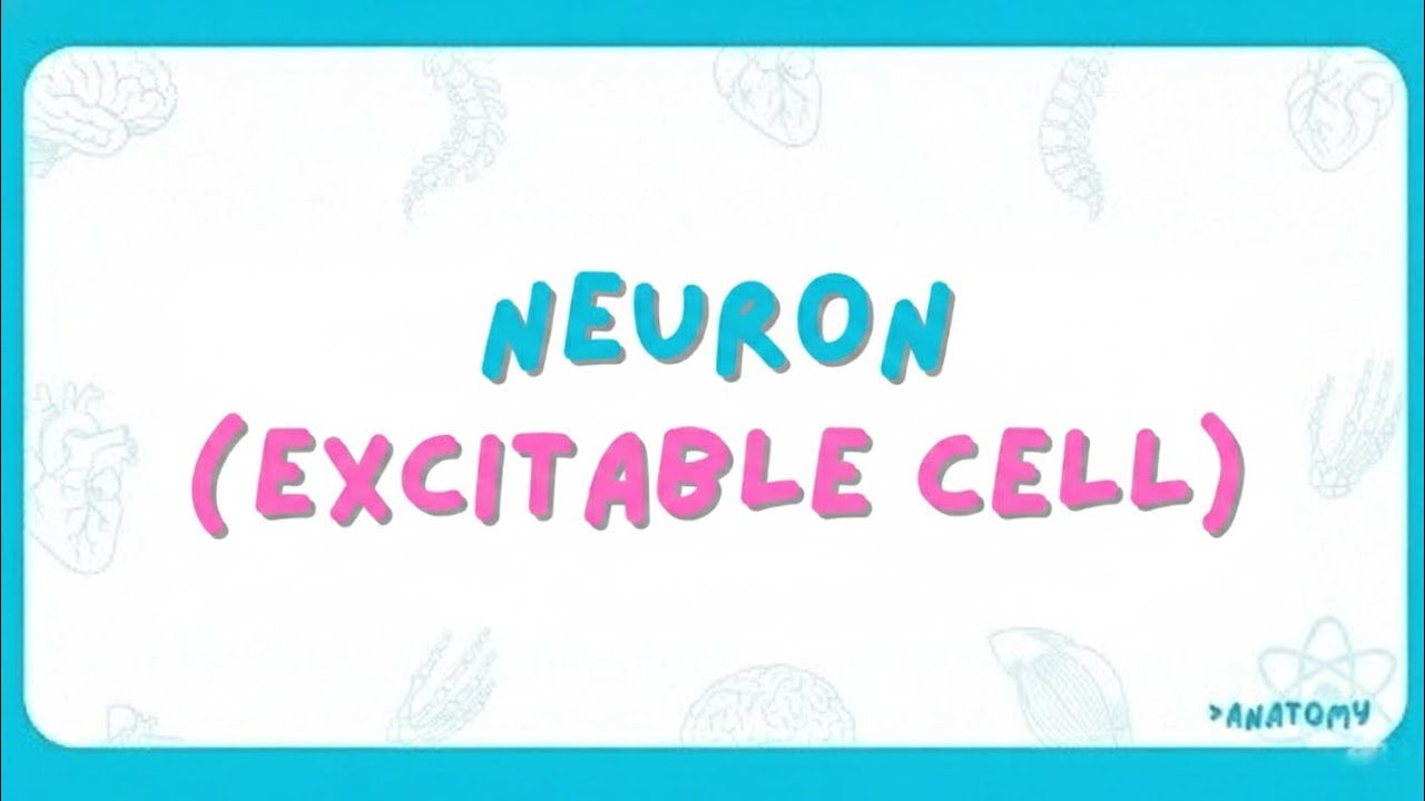 Neuron (excitable cell) 🧠