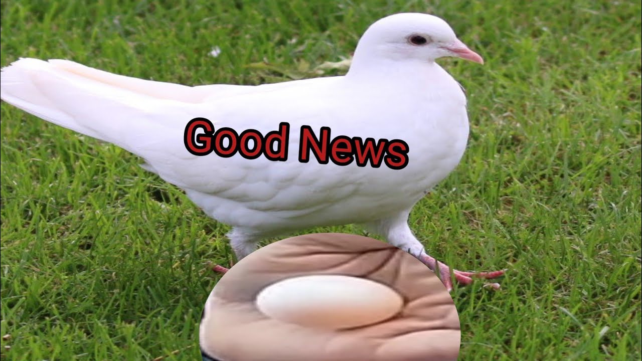 Dove ny di good news#dailyvlog #chicken #petslovers 