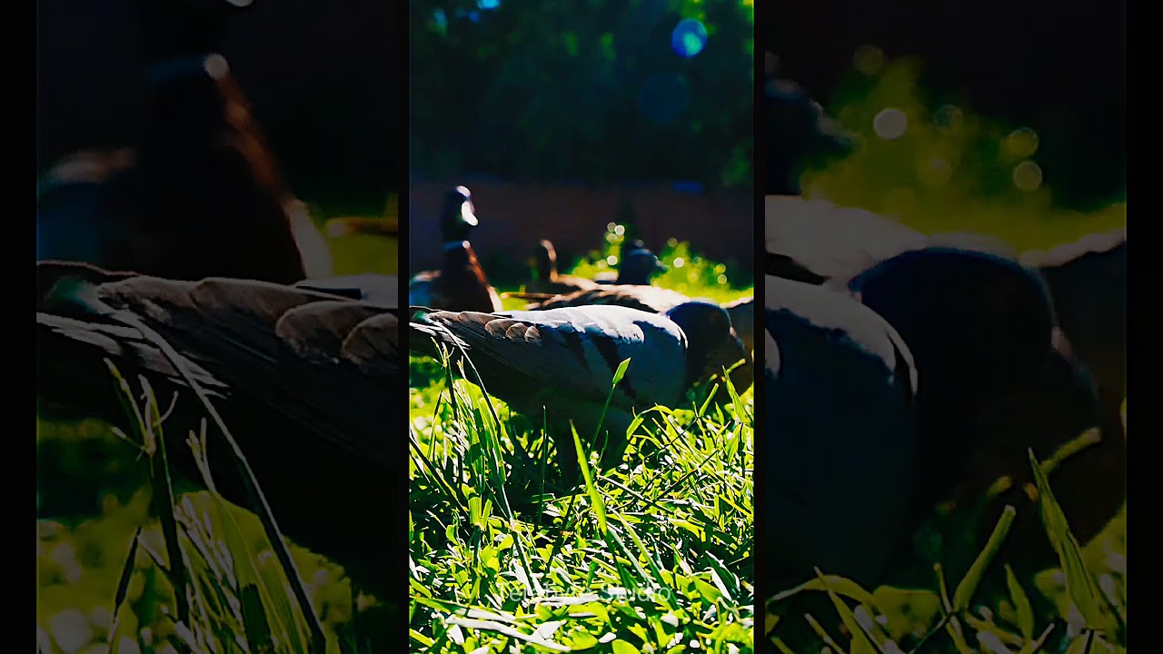 Pigeon | Dove | Pigeon Videos for kids | Relaxing Videos #oddlysatisfyingvideo #shorts #pigeon #dove