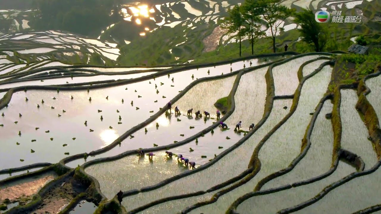 《江山多姿采》第二十八集：雲南哈尼族梯田