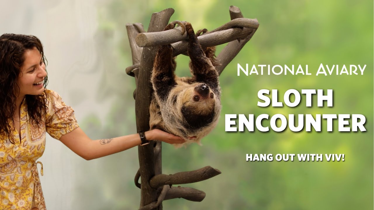 National Aviary Sloth Encounter!