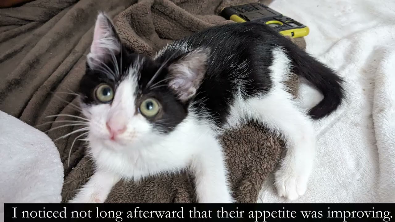 Kitten Giardia Slideshow Story
