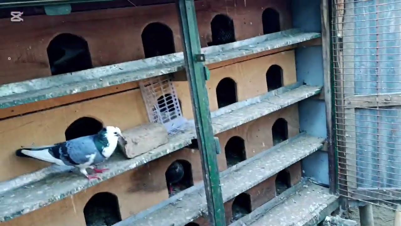 শীতের জন্য খোপের নতুন পজিশন 