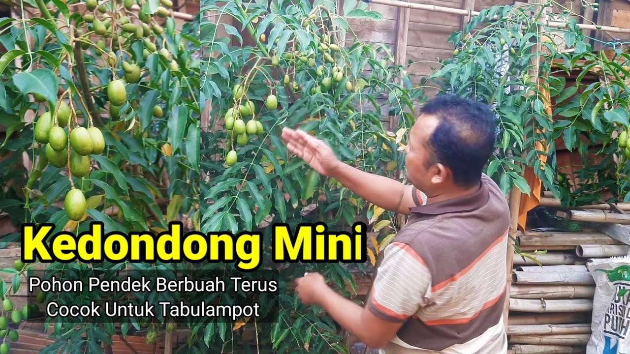Kedondong Mini Berbuah Lebat Cocok Untuk Tabulampot