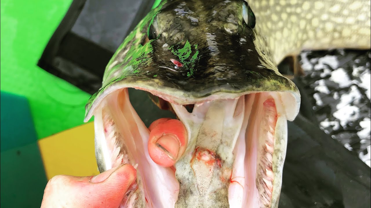 brochet en flatform evo xl