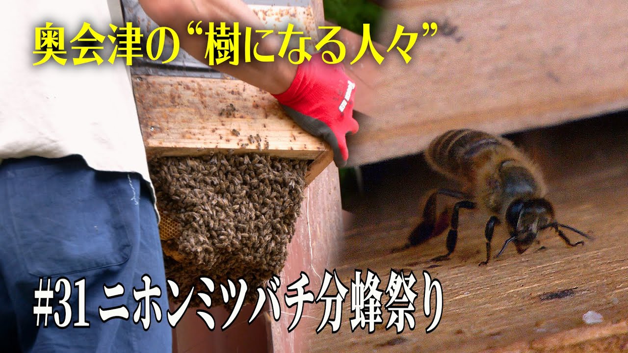 【奥会津の“樹になる人々”】 #31 二ホンミツバチ分蜂祭り