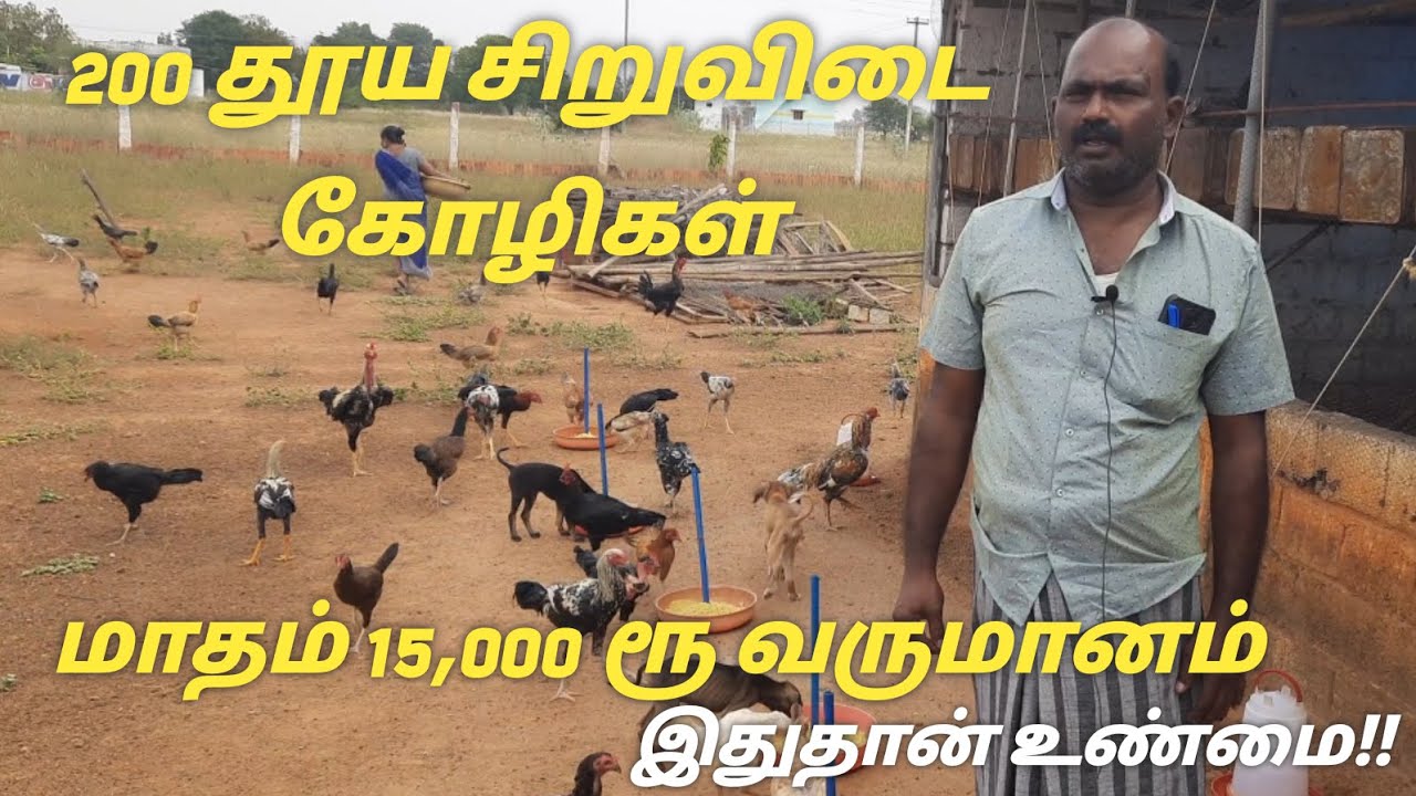தூய சிறுவிடை கோழிக்குஞ்சு விற்பனை / தென்காசி #naatukolivalarpu