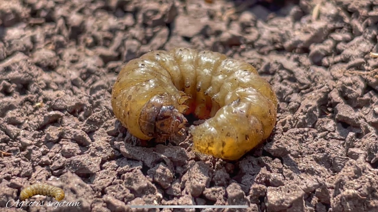 Agrotis segetum - Buha semanaturilor #farming Turnip moth - CUT worm