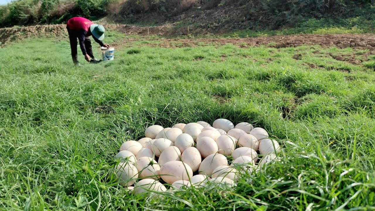 Top unique  -A farmer collects a large number of duck eggs in a stream near the bank of the grass.