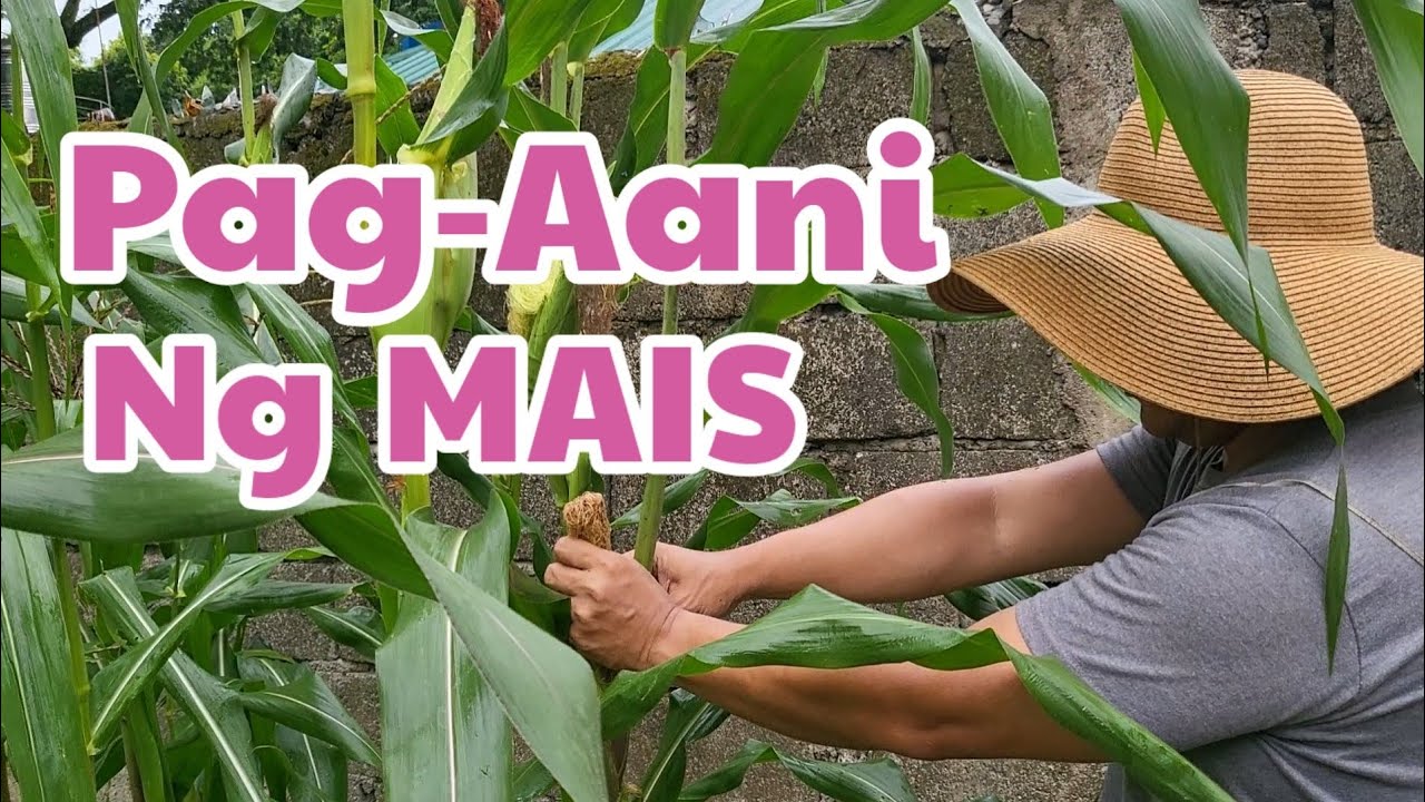 Pag-Aani ng Mais | Unang Ani | Harvesting Corn | Simple Life In The City | lualhati mapilot
