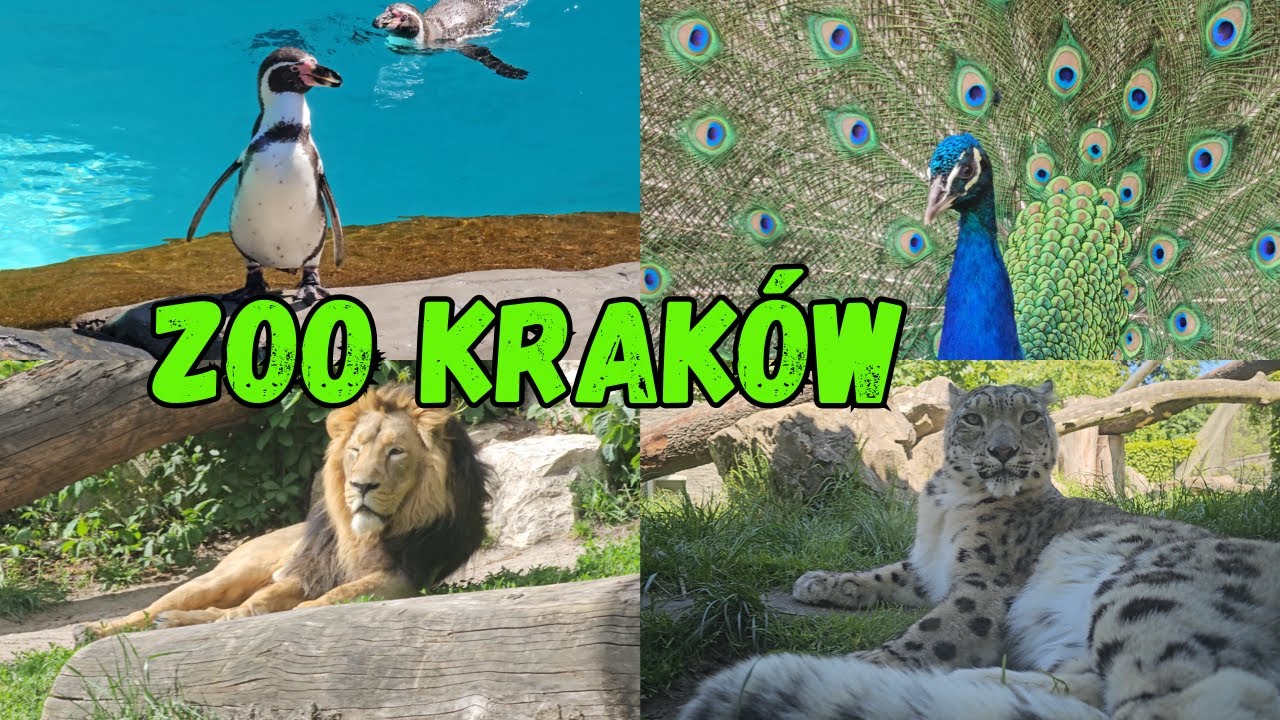 Spacer po ZOO Kraków – odkrywamy świat zwierząt! 🌍🐒