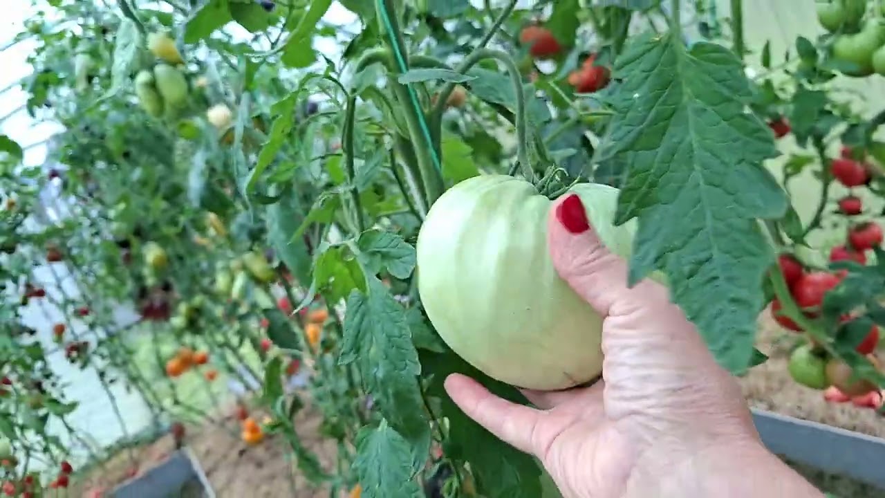 Томаты в теплице к концу сезона