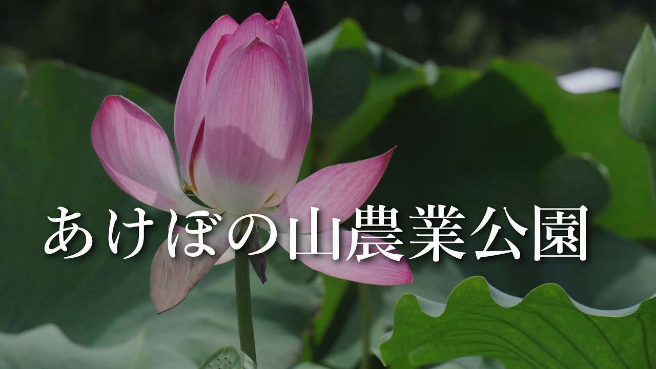 [4k]  あけぼの山農業公園・柏市　Insta360 X5