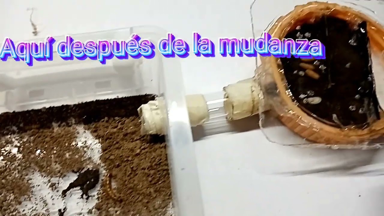 El avance de las odontomachus (parte 2) La mudanza al hormiguero casero