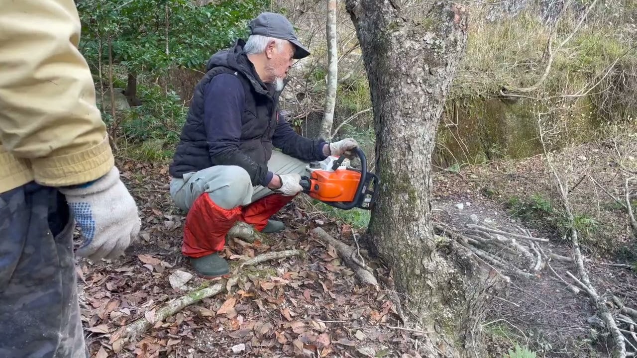 Felling Yamazukura and Yashabushi Trees   HD 1080p