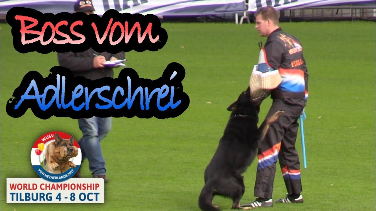 WUSV 2017 Wallace Payne Boss vom Adlerschrei C Protection 93pts